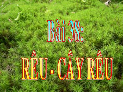 Bài 38. Rêu - Cây rêu