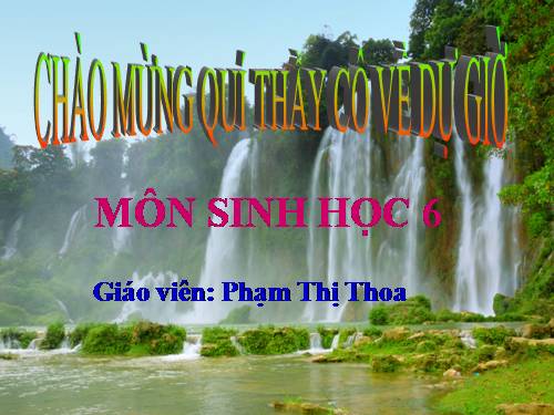 Bài 46. Thực vật góp phần điều hoà khí hậu