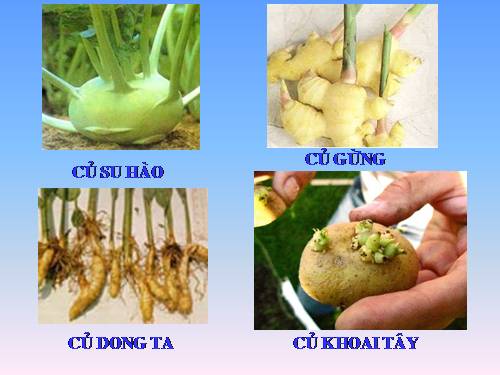 Bài 18. Biến dạng của thân