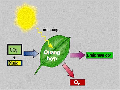 Bài 46. Thực vật góp phần điều hoà khí hậu