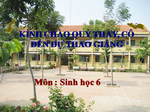 Bài 46. Thực vật góp phần điều hoà khí hậu