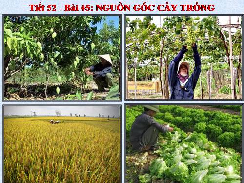 Bài 45. Nguồn gốc cây trồng