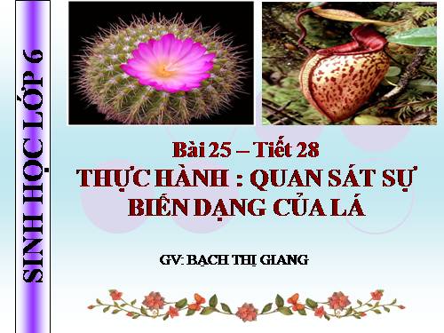 Bài 25. Biến dạng của lá