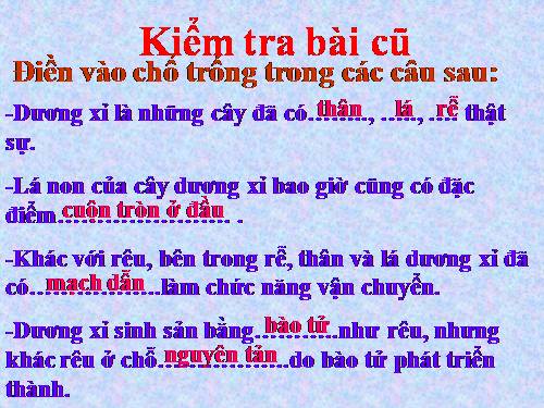 Bài 40. Hạt trần - Cây thông