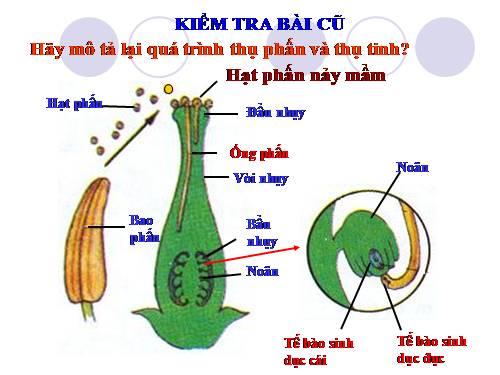 Bài 32. Các loại quả