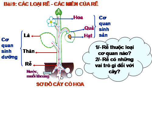 Bài 9. Các loại rễ, các miền của rễ