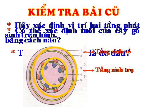 Bài 17. Vận chuyển các chất trong thân