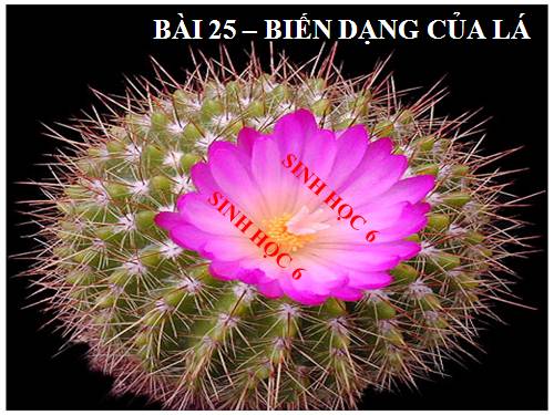 Bài 25. Biến dạng của lá