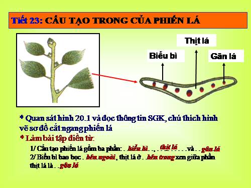 Bài 20. Cấu tạo trong của phiến lá