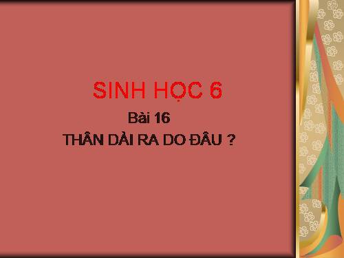 Bài 16. Thân to ra do đâu ?
