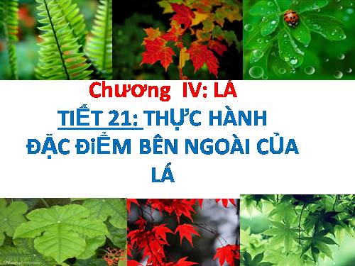 Bài 19. Đặc điểm bên ngoài của lá