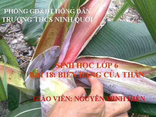 Bài 18. Biến dạng của thân