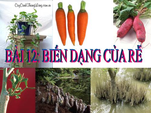 Bài 12. Biến dạng của rễ