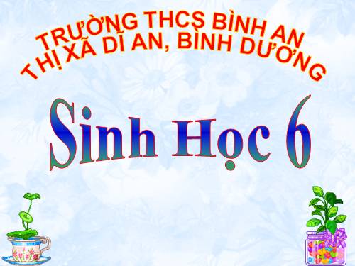 Bài 15. Cấu tạo trong của thân non