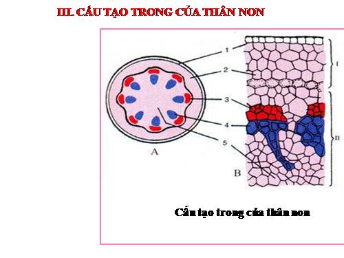 Bài 15. Cấu tạo trong của thân non