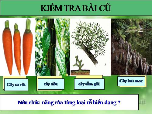 Bài 13. Cấu tạo ngoài của thân