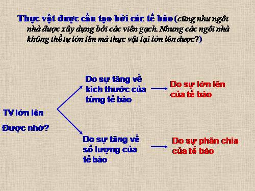 Bài 8. Sự lớn lên và phân chia của tế bào