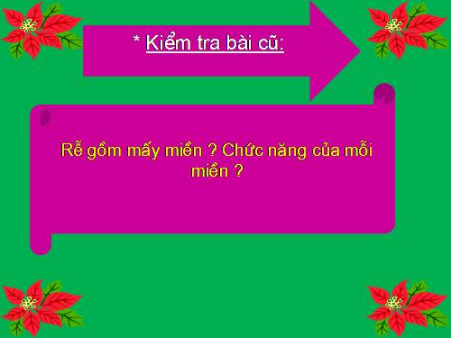 Bài 10. Cấu tạo miền hút của rễ