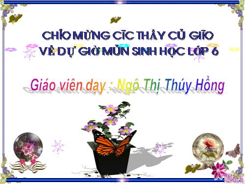 Bài 11. Sự hút nước và muối khoáng của rễ