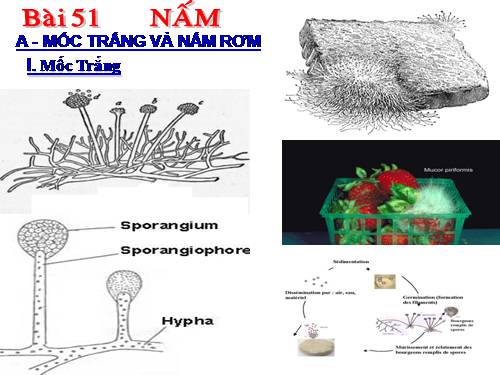 Bài 51. Nấm