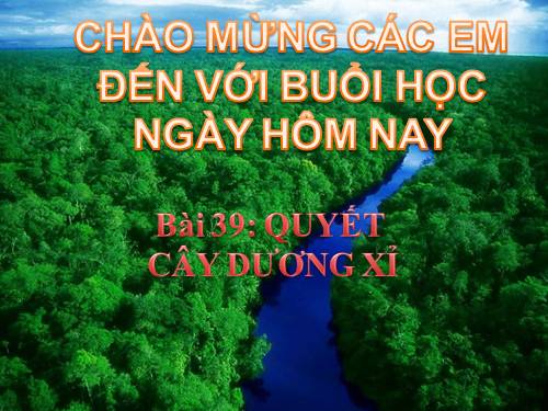 Bài 39. Quyết - Cây dương xỉ