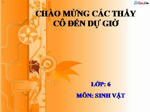 Bài 48. Vai trò của thực vật đối với động vật và đối với đời sống con người