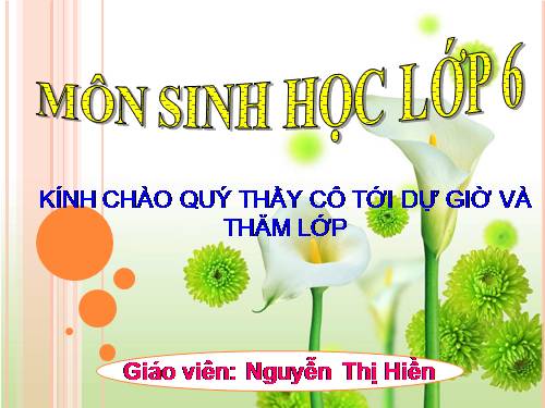 Bài 20. Cấu tạo trong của phiến lá