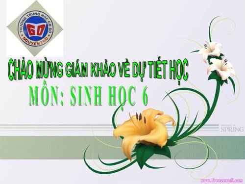 Bài 44. Sự phát triển của giới Thực vật