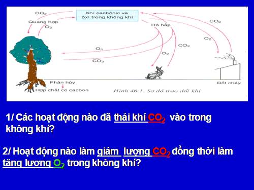 Bài 46. Thực vật góp phần điều hoà khí hậu