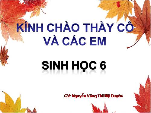 Bài 48. Vai trò của thực vật đối với động vật và đối với đời sống con người