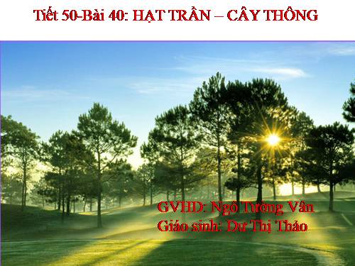 Bài 40. Hạt trần - Cây thông