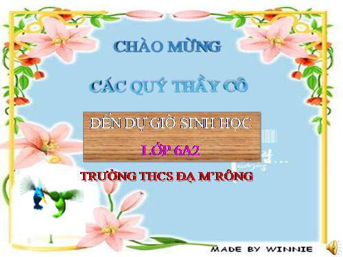 Bài 40. Hạt trần - Cây thông