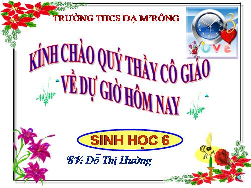 Bài 39. Quyết - Cây dương xỉ