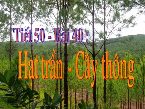 Bài 40. Hạt trần - Cây thông