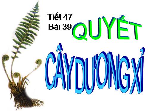 Bài 39. Quyết - Cây dương xỉ