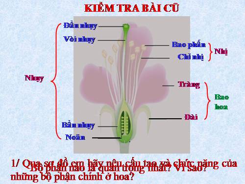 Bài 30. Thụ phấn