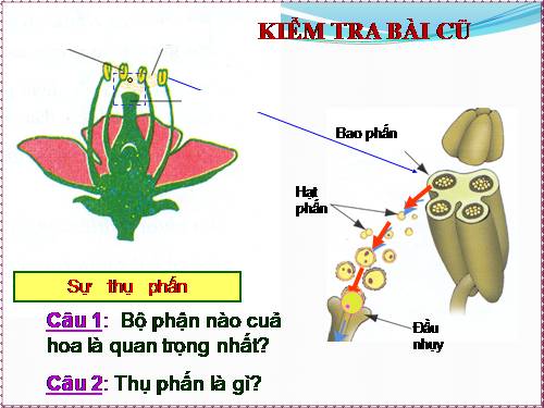 Bài 31. Thụ tinh, kết quả và tạo hạt