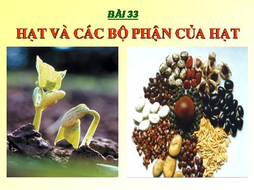 Bài 33. Hạt và các bộ phận của hạt