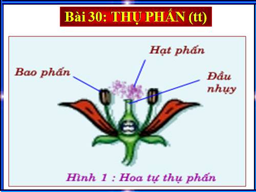 Bài 30. Thụ phấn