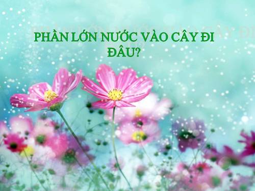 Bài 24. Phần lớn nước vào cây đi đâu?