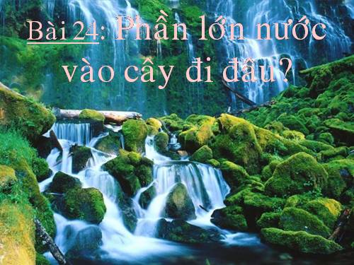 Bài 24. Phần lớn nước vào cây đi đâu?