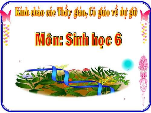 Bài 21. Quang hợp