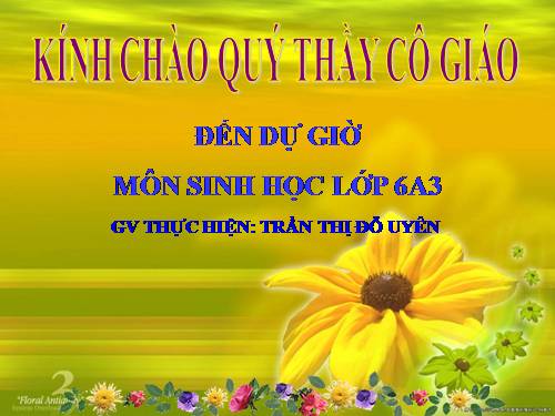 Bài 20. Cấu tạo trong của phiến lá