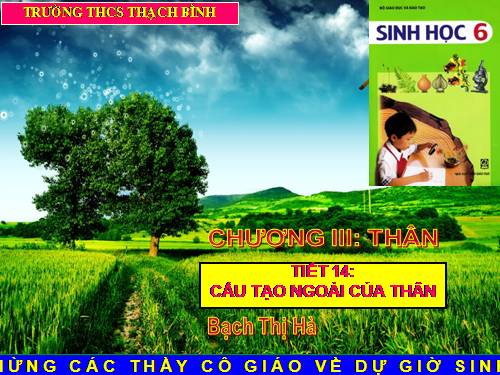 Bài 15. Cấu tạo trong của thân non