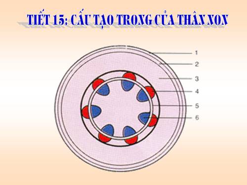 Bài 15. Cấu tạo trong của thân non