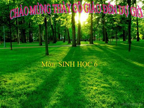 Bài 19. Đặc điểm bên ngoài của lá