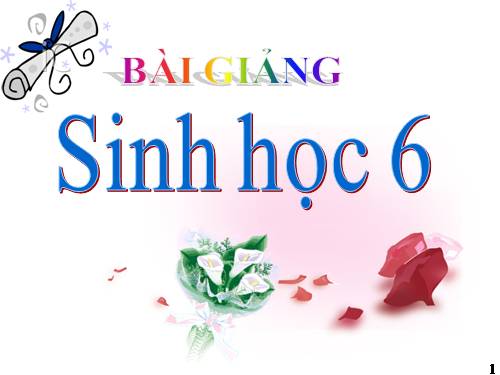 Bài 16. Thân to ra do đâu ?