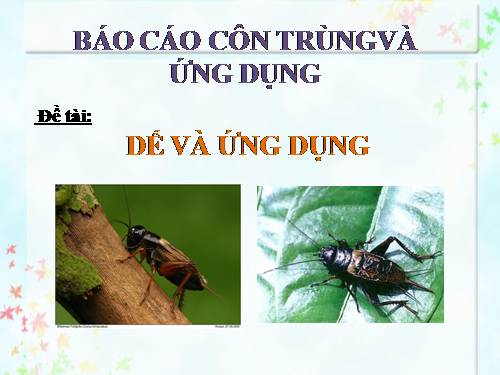 báo cáo côn trùng và ứng dụng