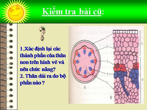 Bài 16. Thân to ra do đâu ?