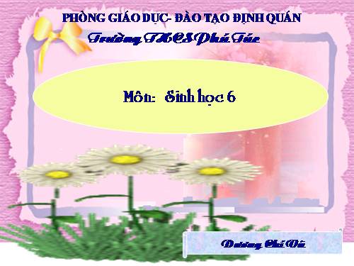 Bài 16. Thân to ra do đâu ?